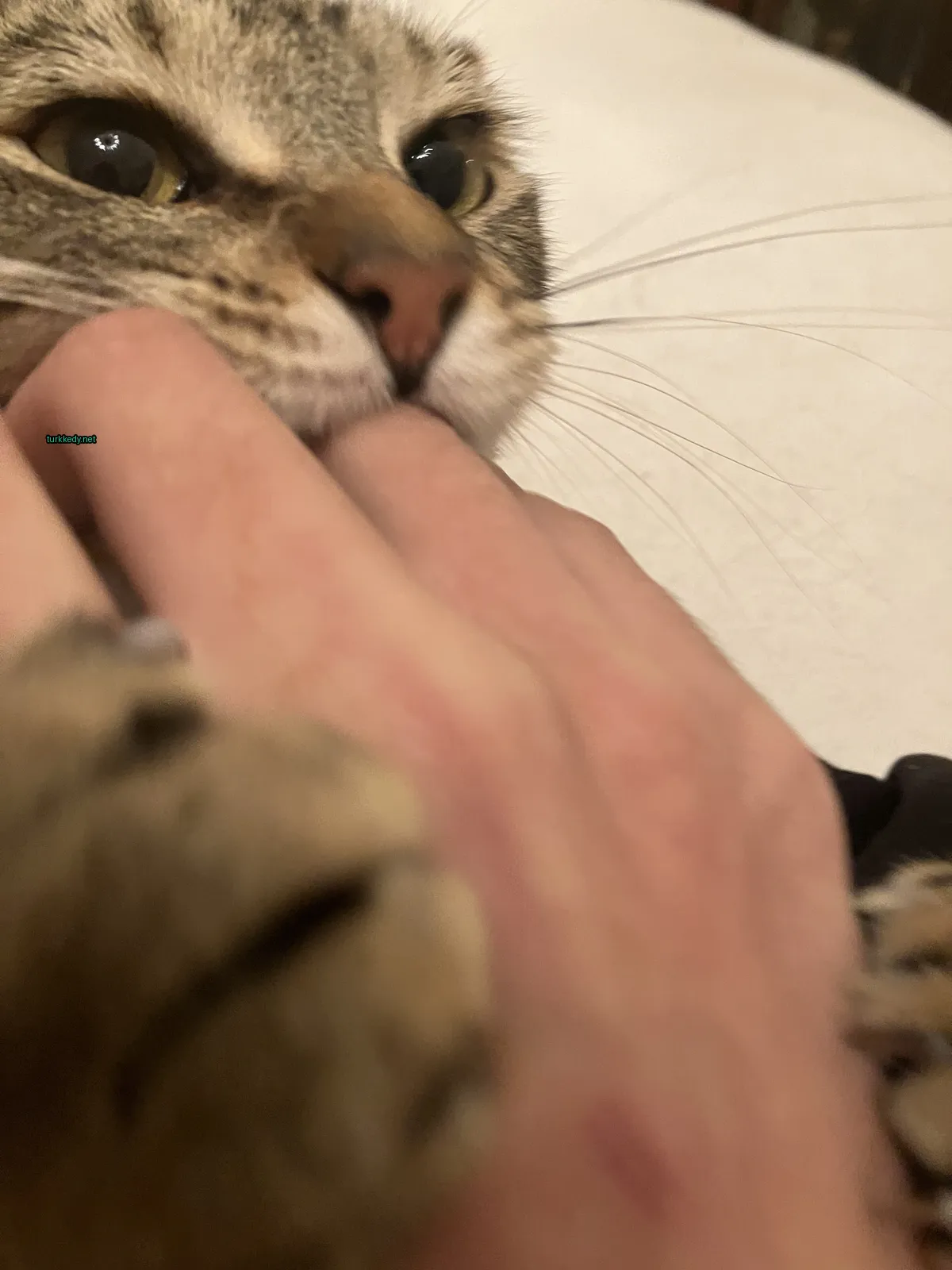 Kedi fotoğrafı #3633
