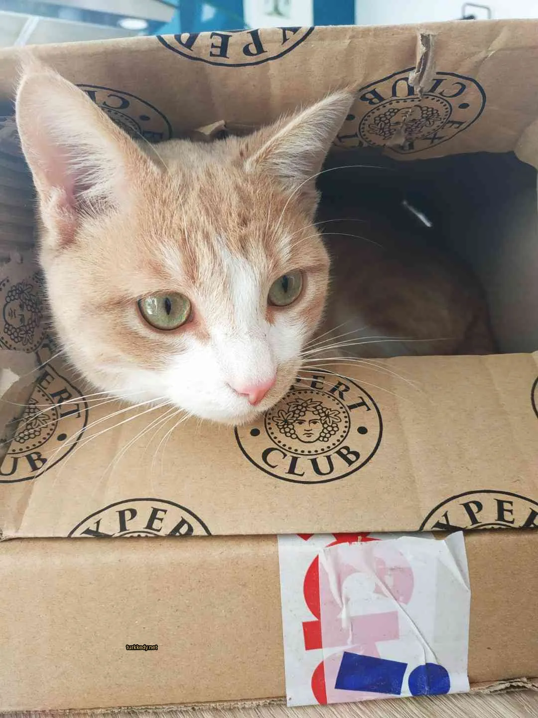 Kedi #3635