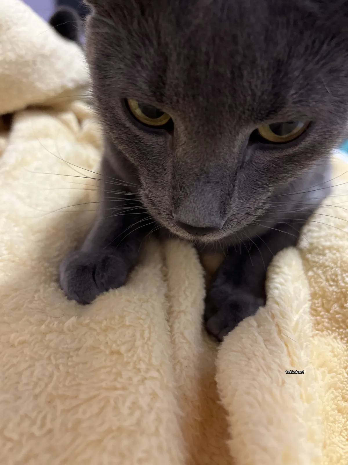 Kedi #3636