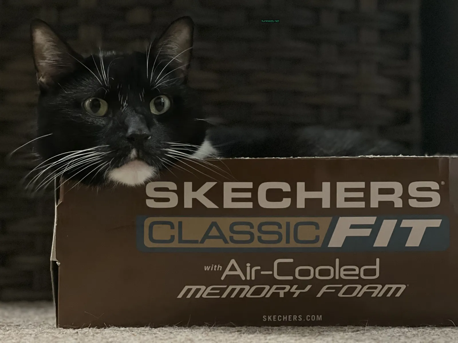 Kedi #3638
