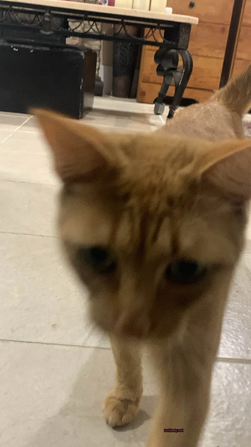 Kedi #3641
