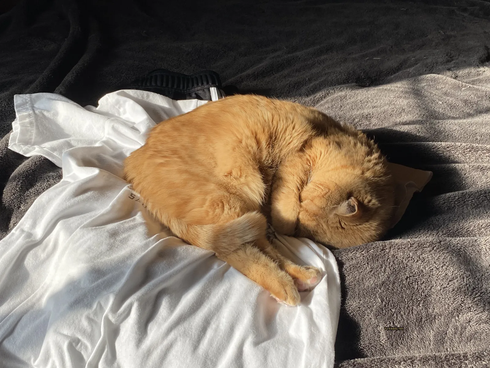 Kedi #3639