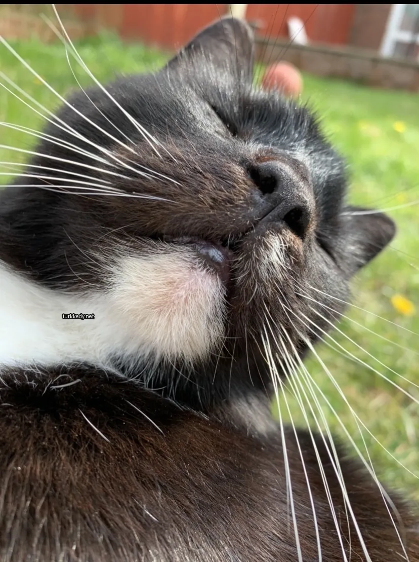 Kedi #3637