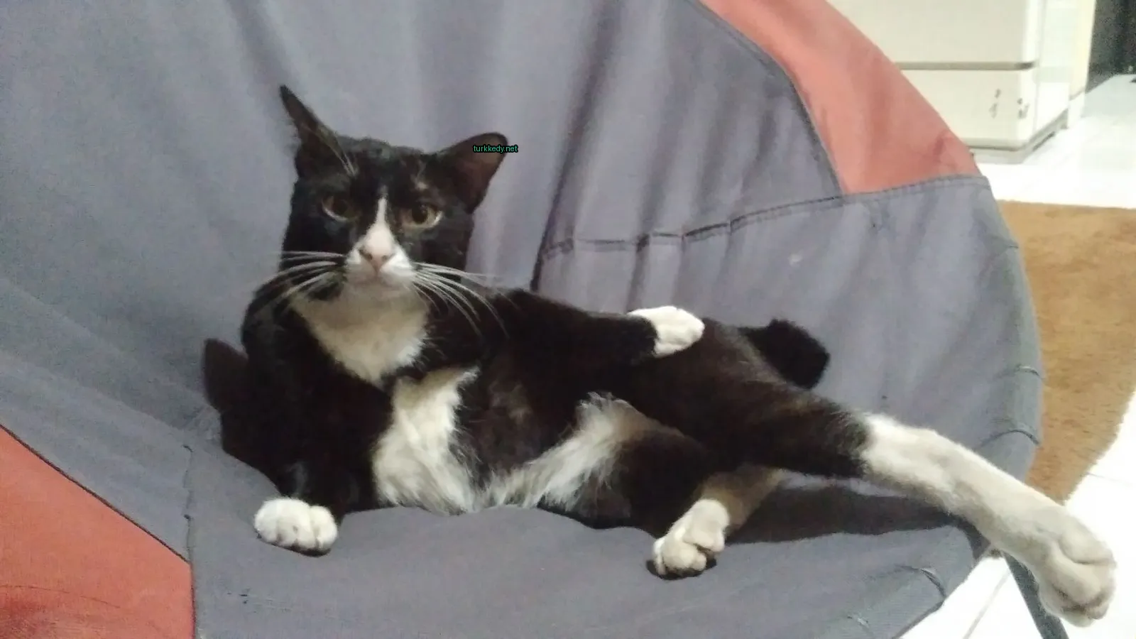 Kedi #3640