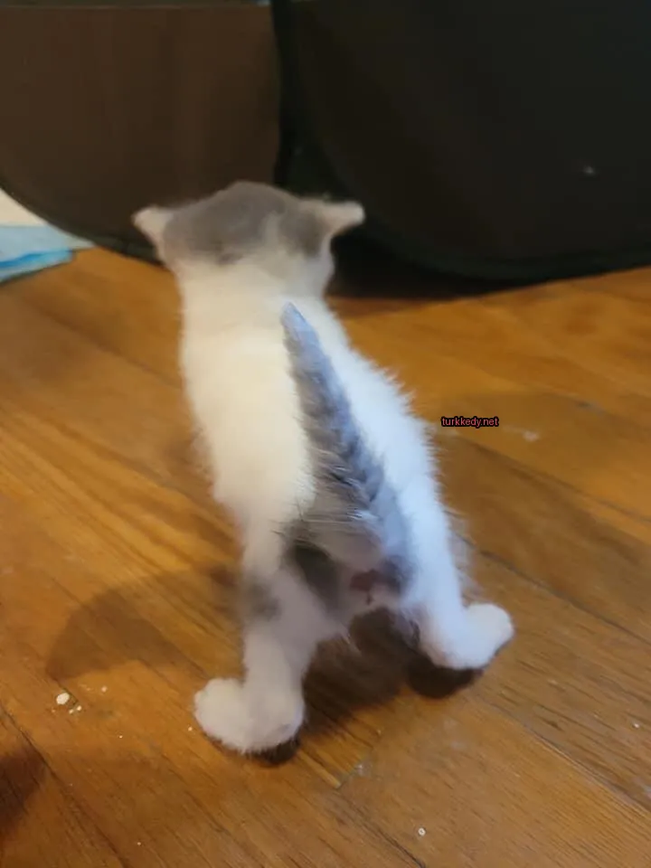 Kedi #3642