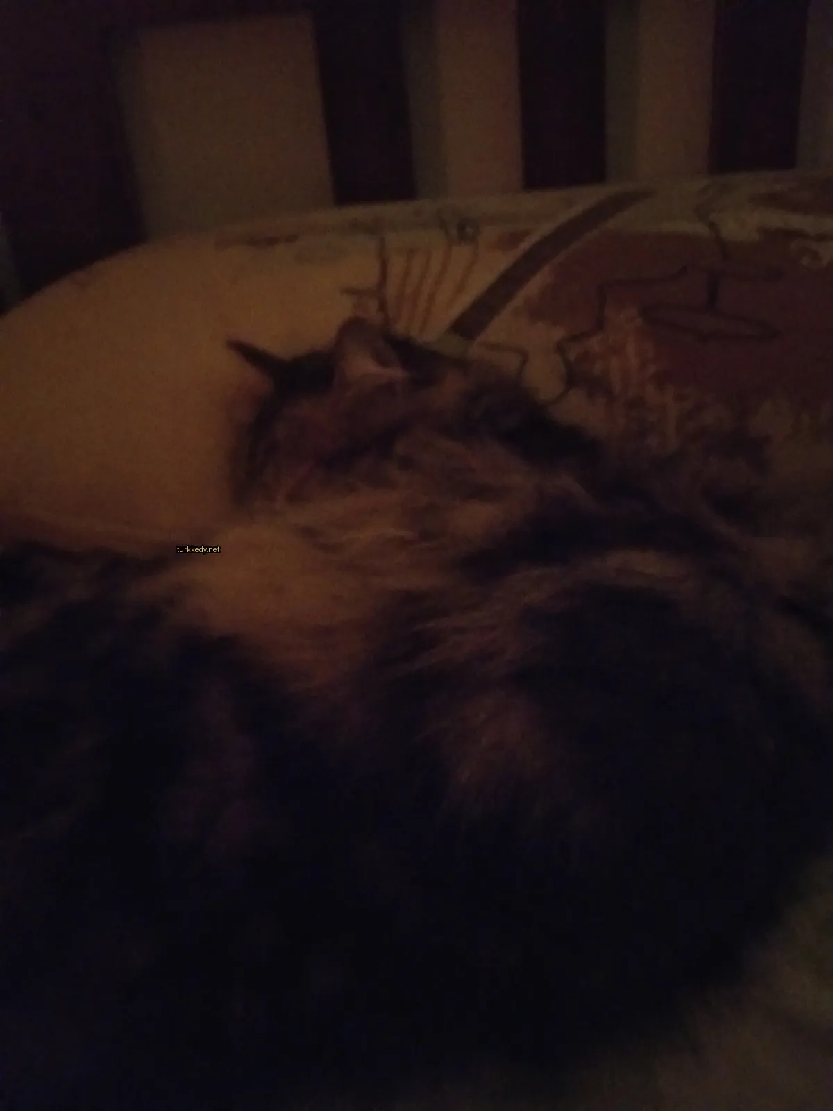 Kedi #3643