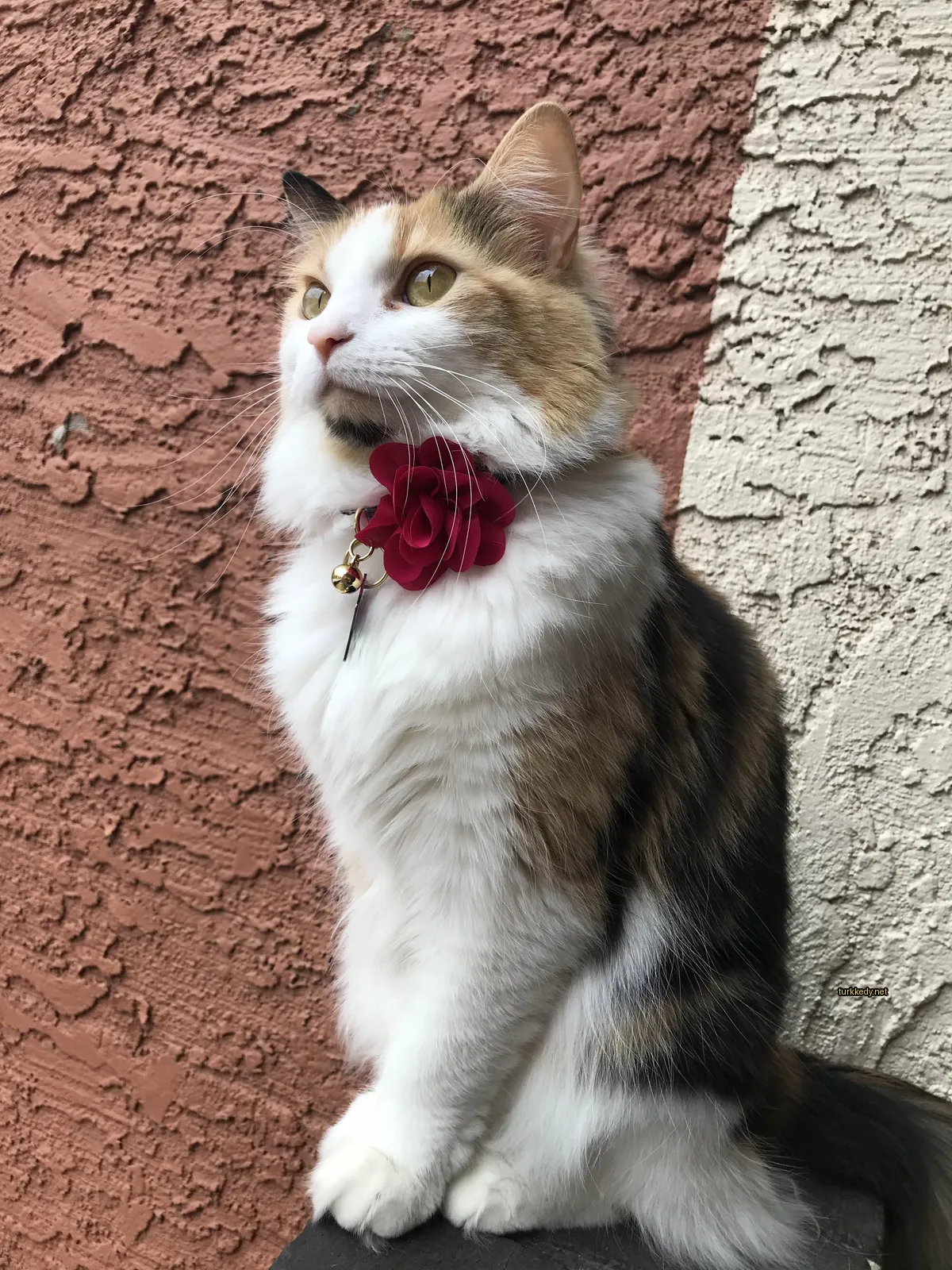 Kedi fotoğrafı #3645