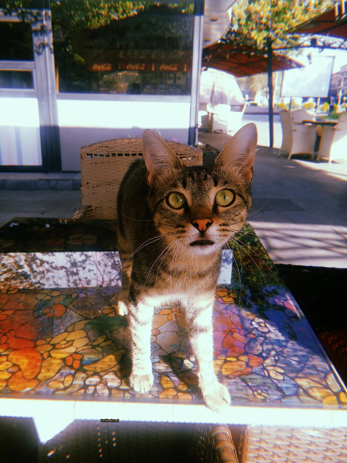 Kedi #3646