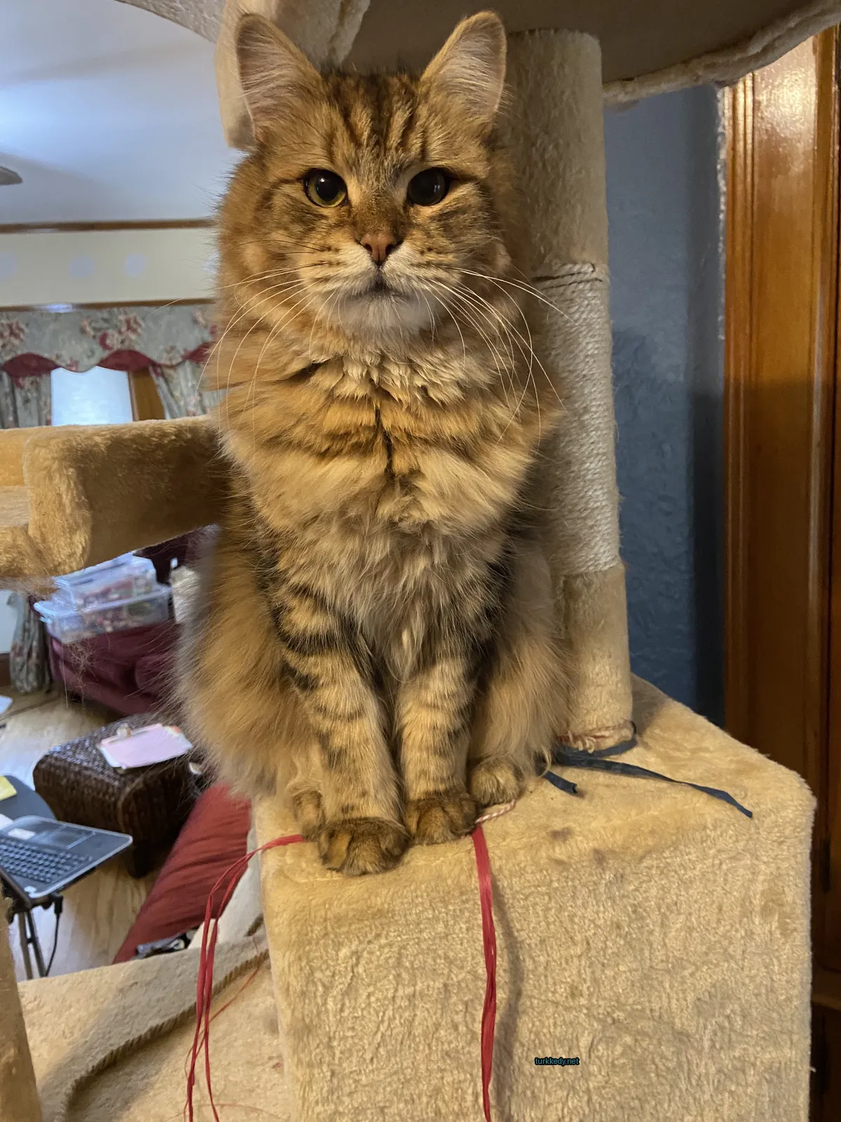 Kedi #3648