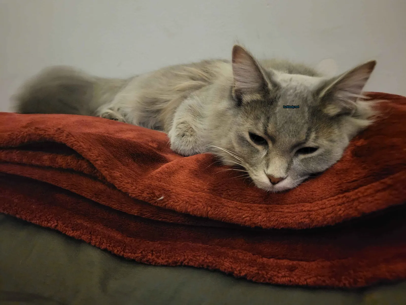 Kedi #3649