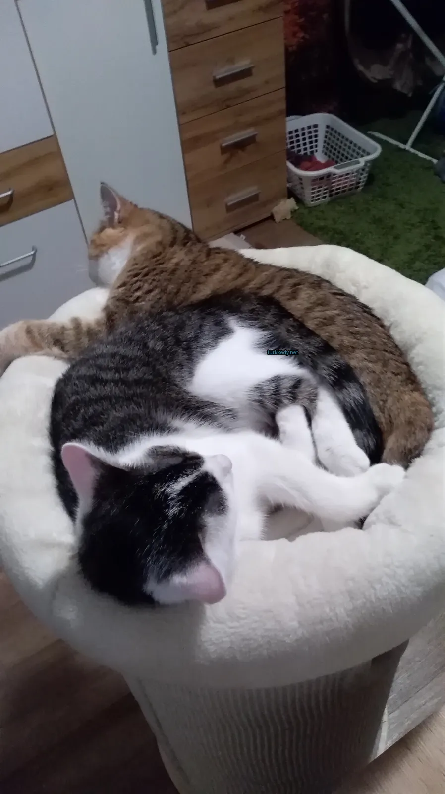 Kedi #3650