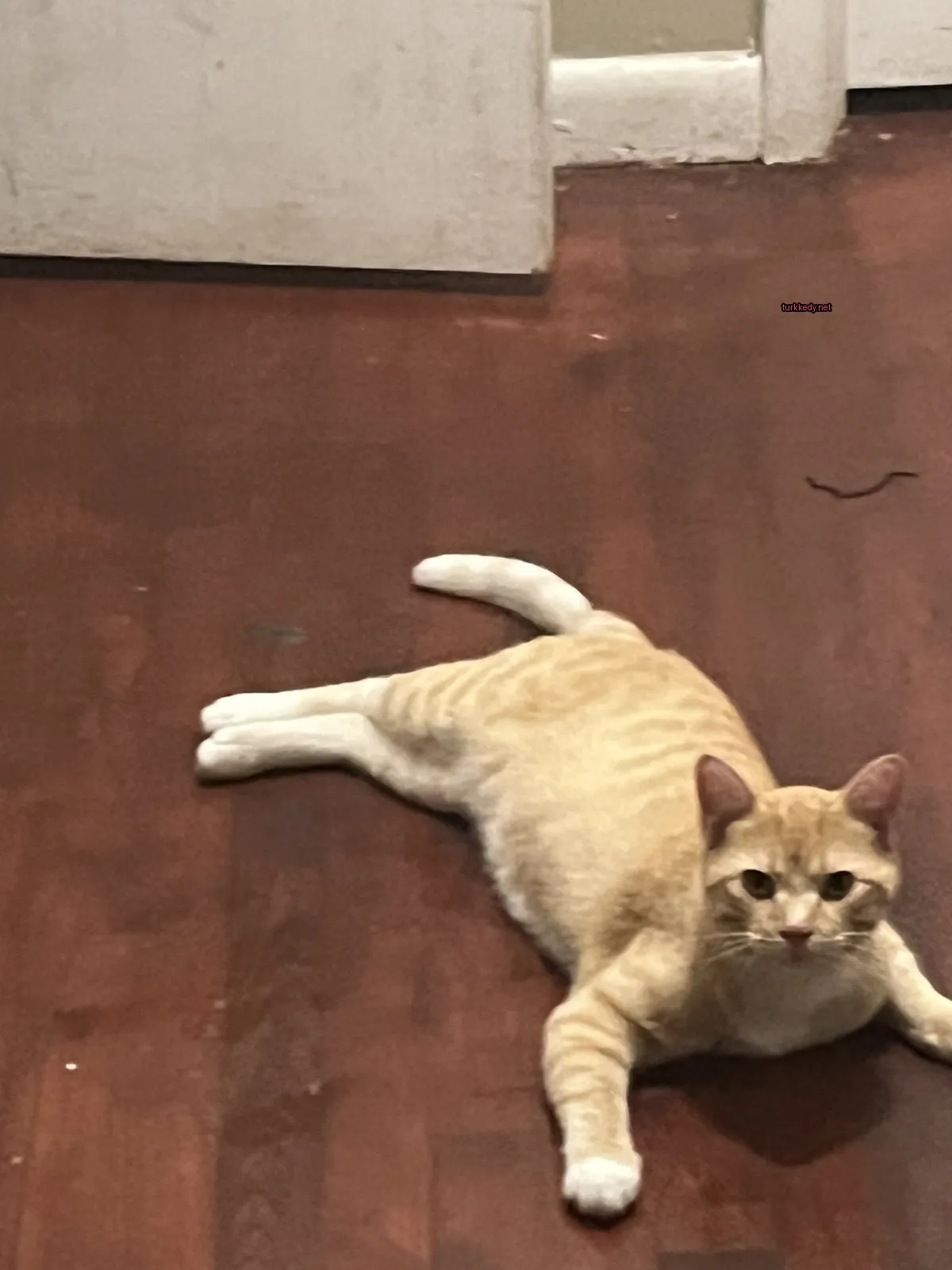 Kedi #3654