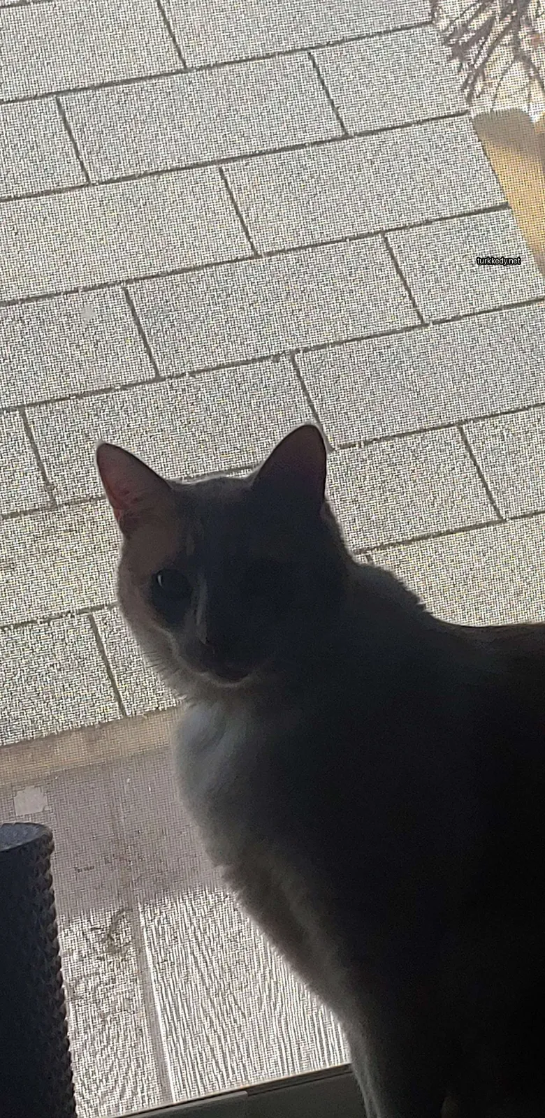 Kedi #3655