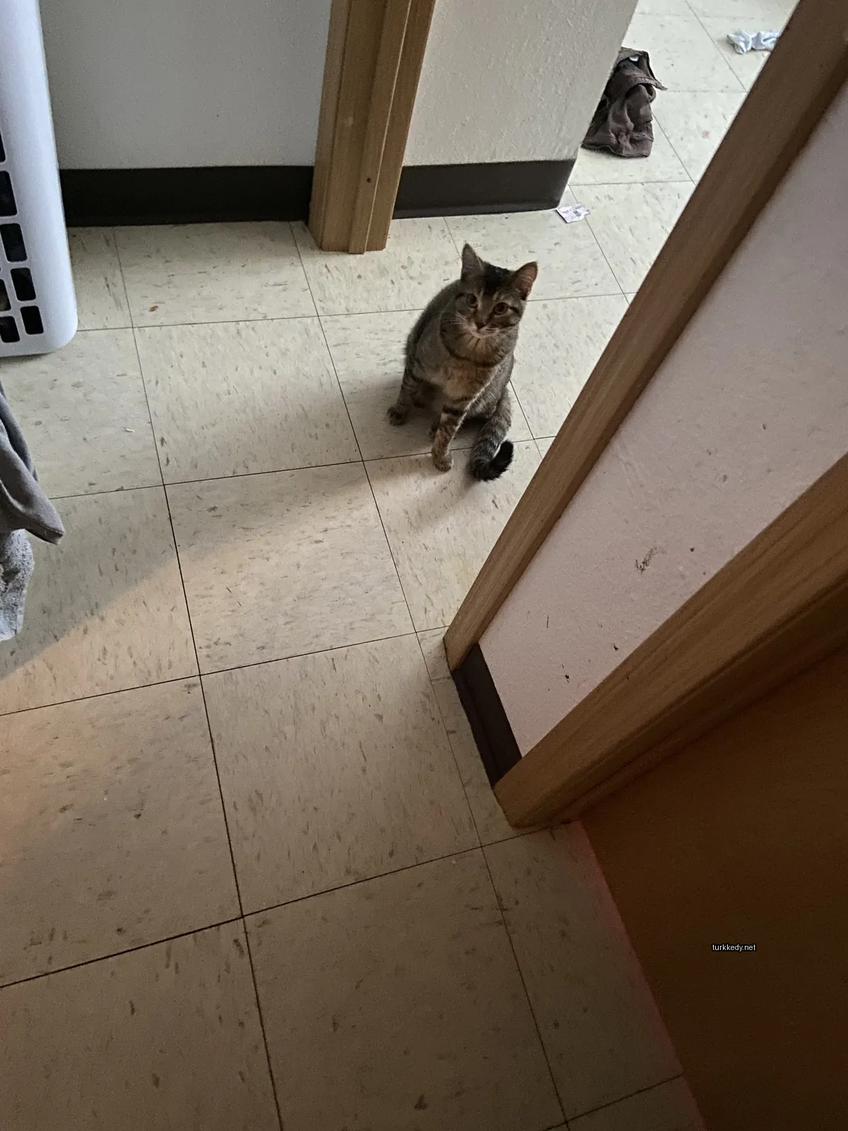 Kedi #3658