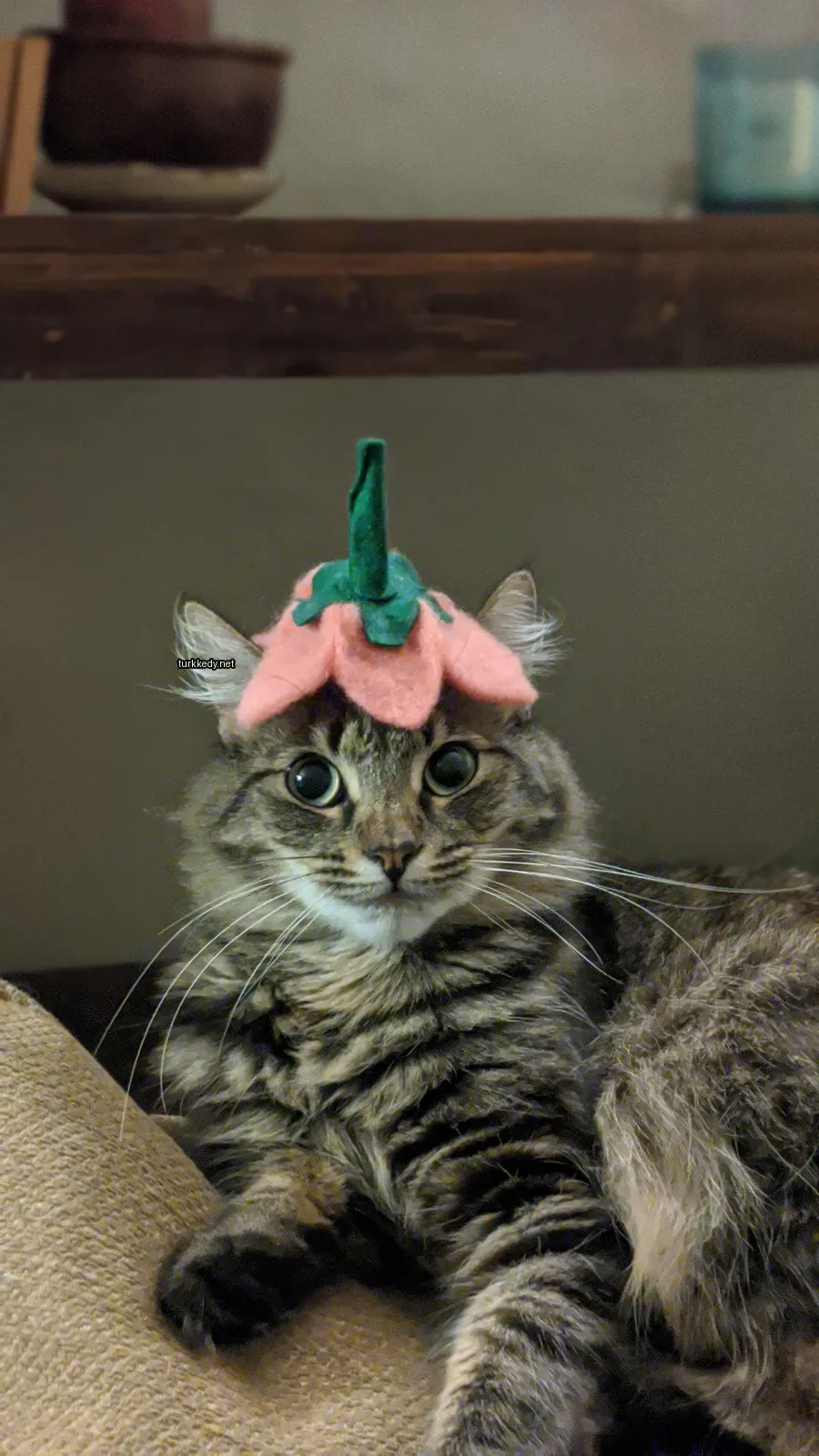 Kedi #3656