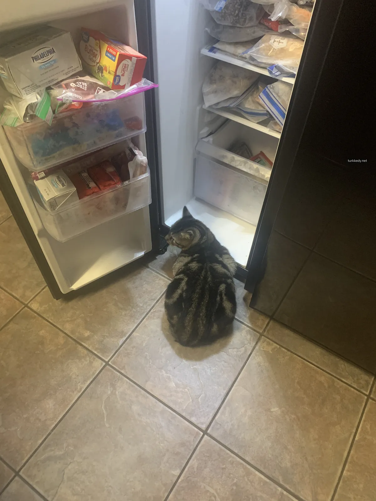 Kedi #3657