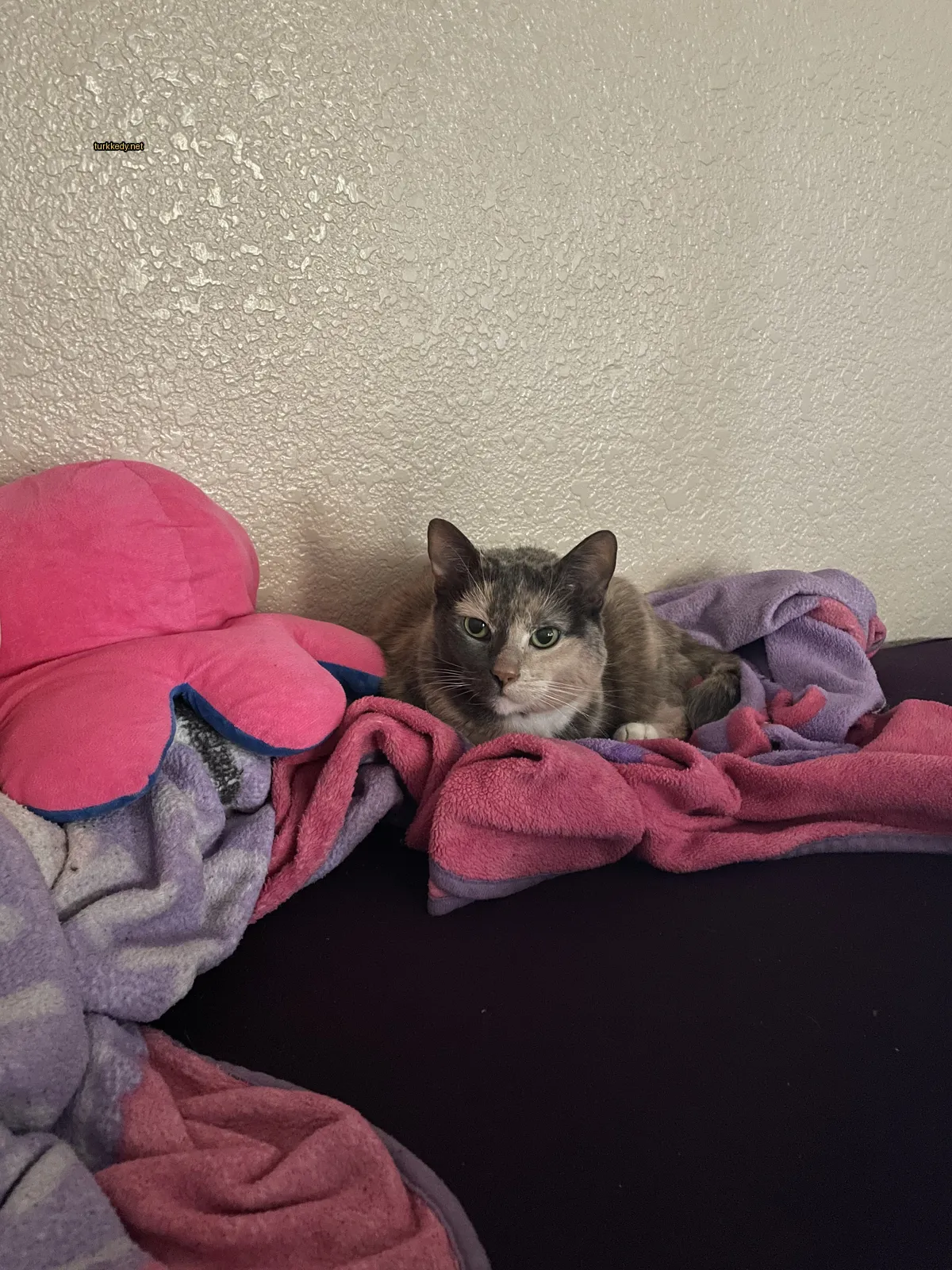 Kedi #3659