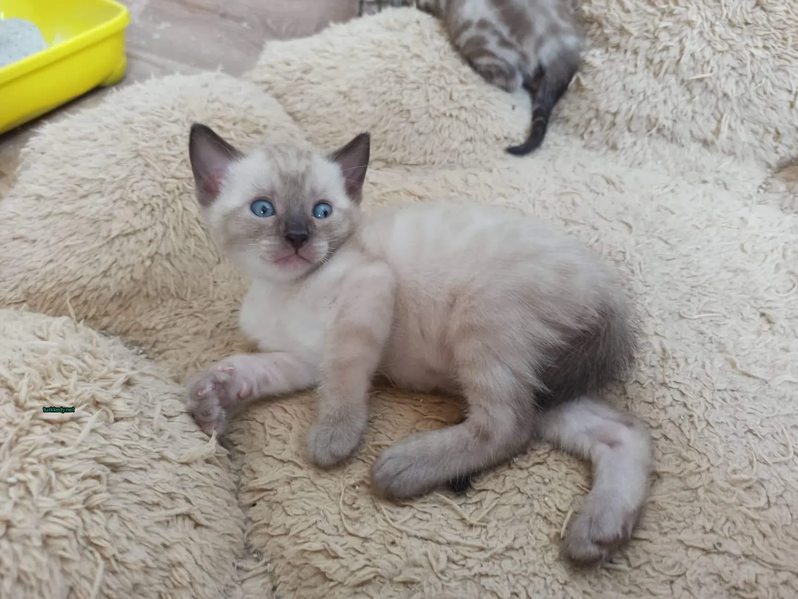 Kedi #3660