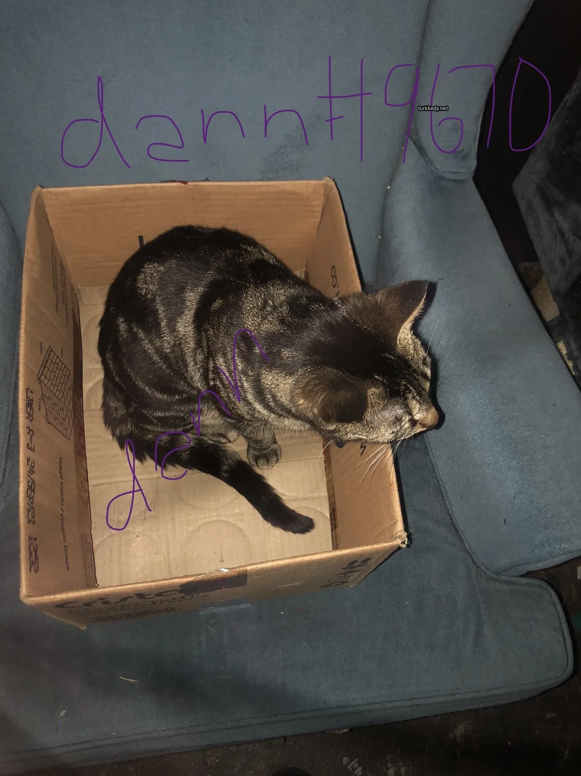 Kedi #3662