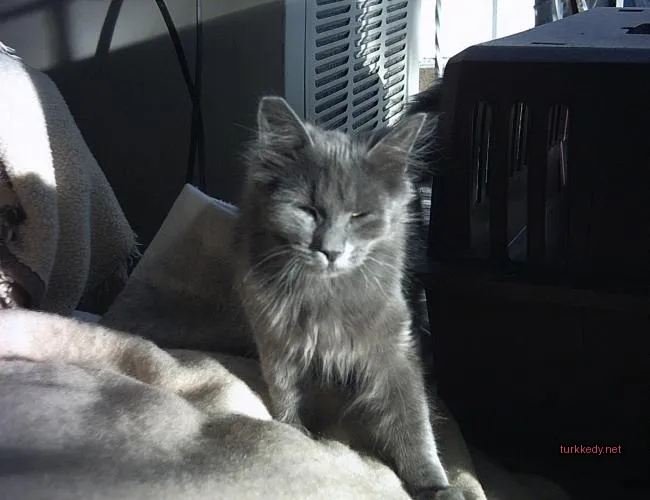 Kedi #3661
