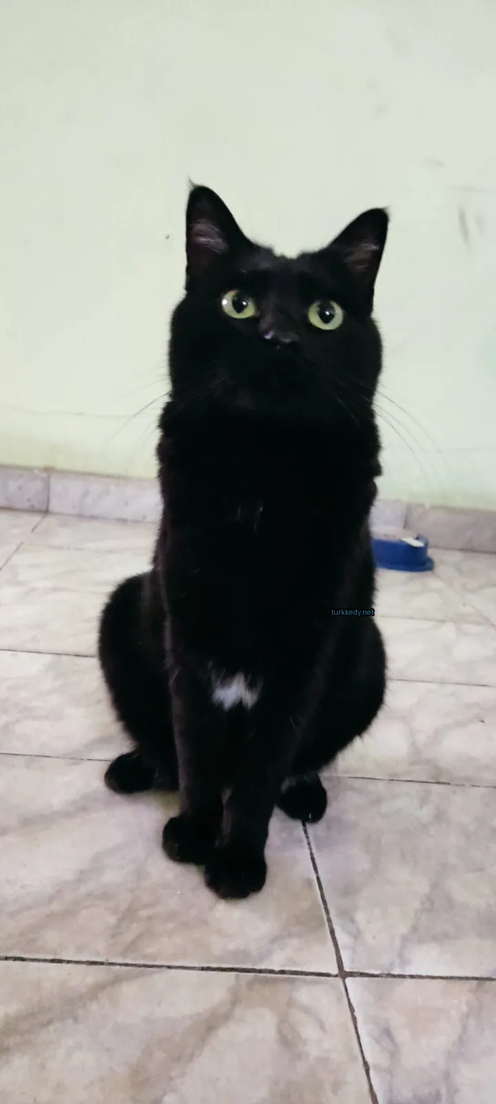 Kedi #3664