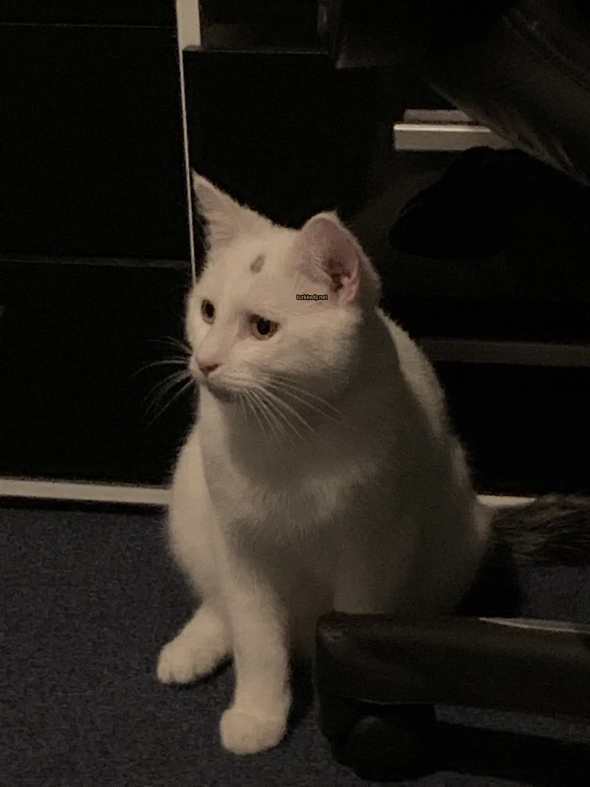 Kedi #3665