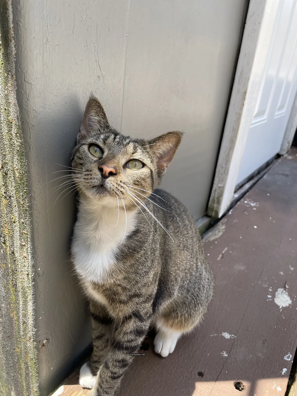 Kedi #3666