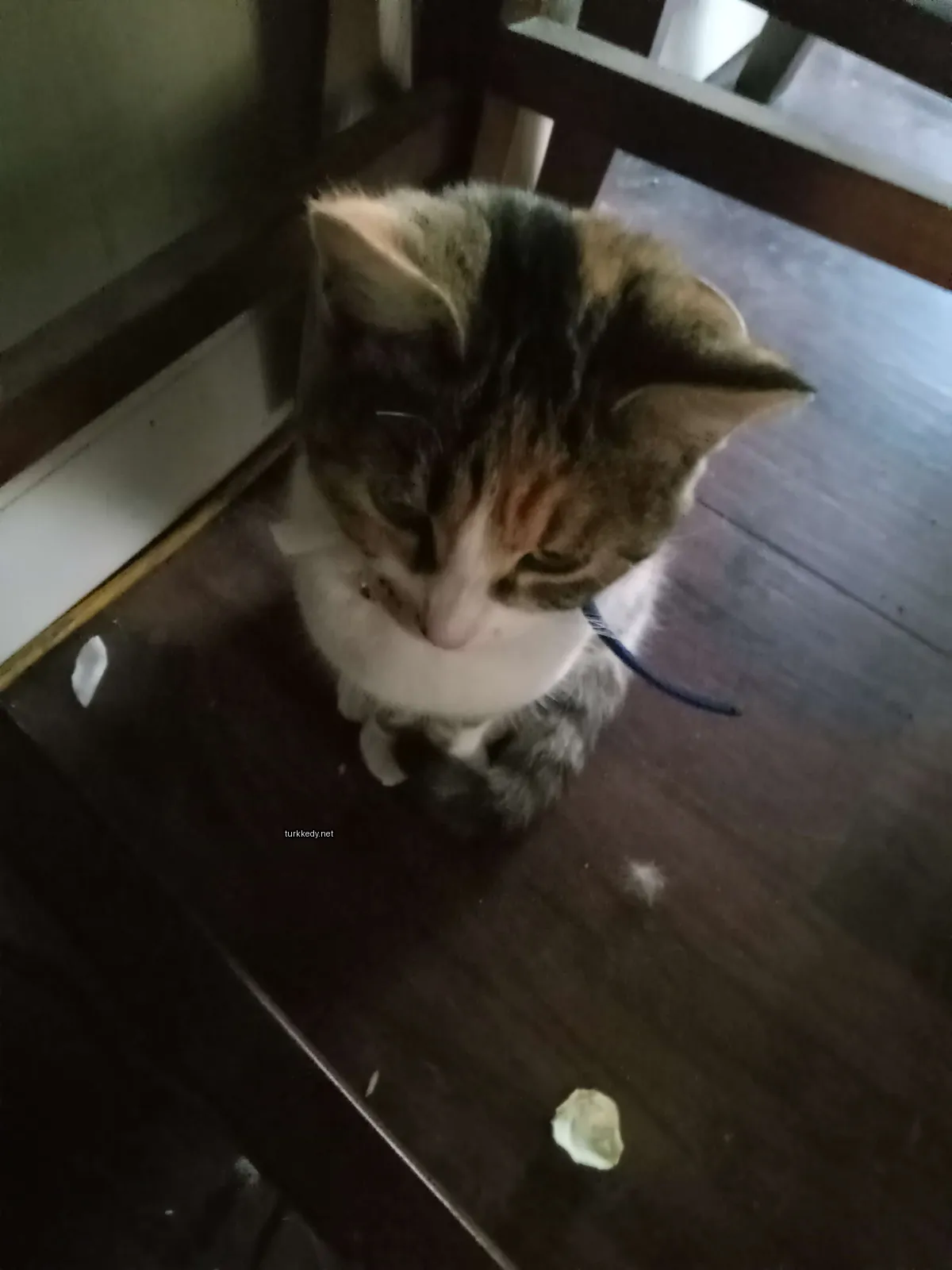 Kedi #3667