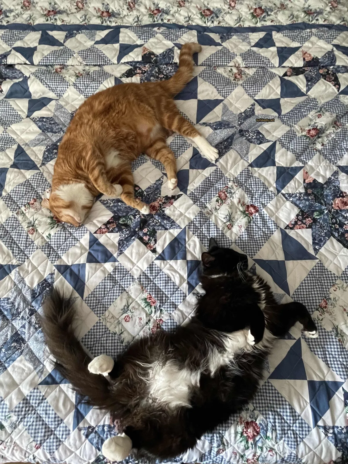 Kedi #3668