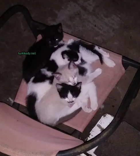 Kedi #3669