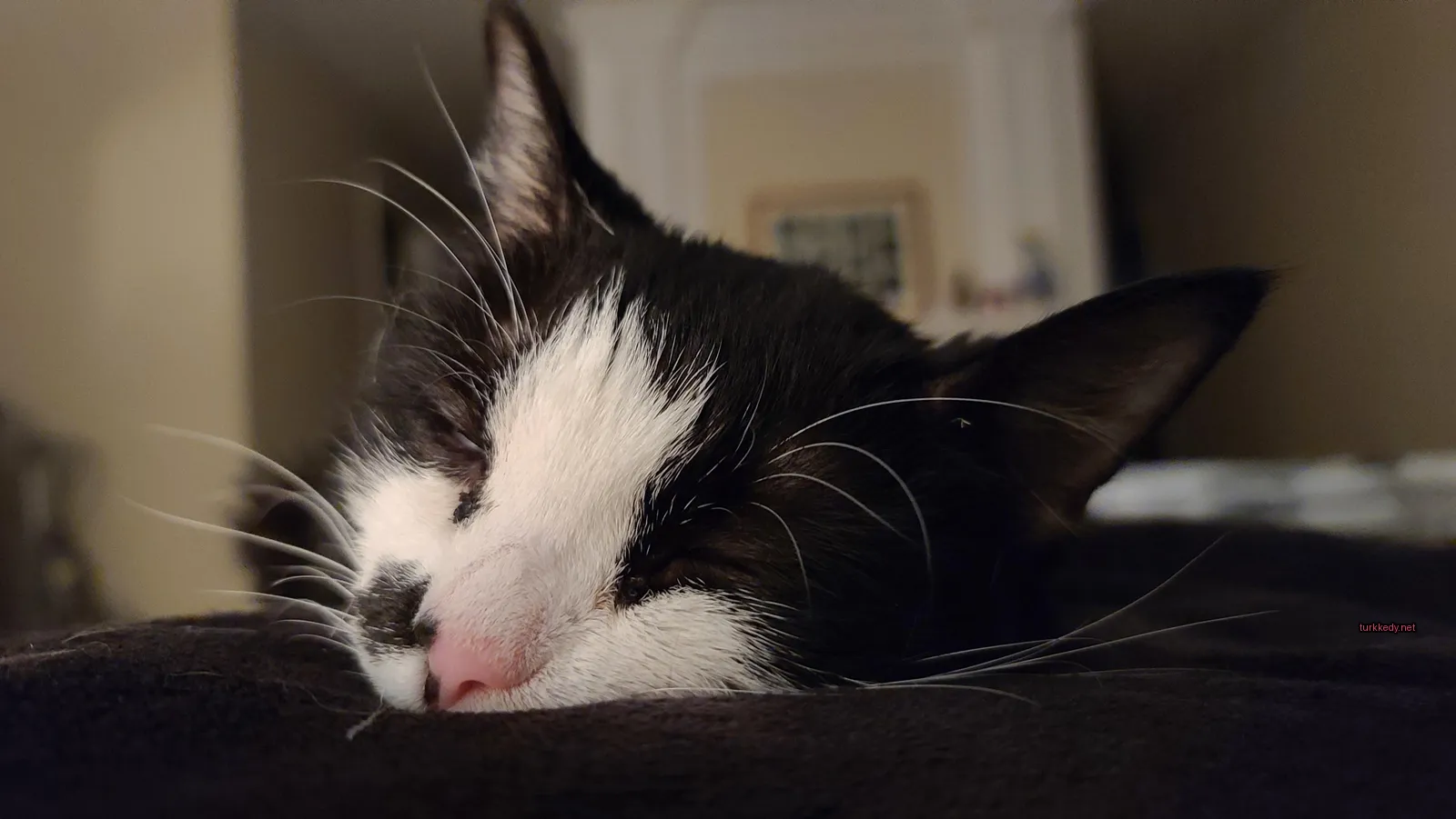 Kedi fotoğrafı #3671