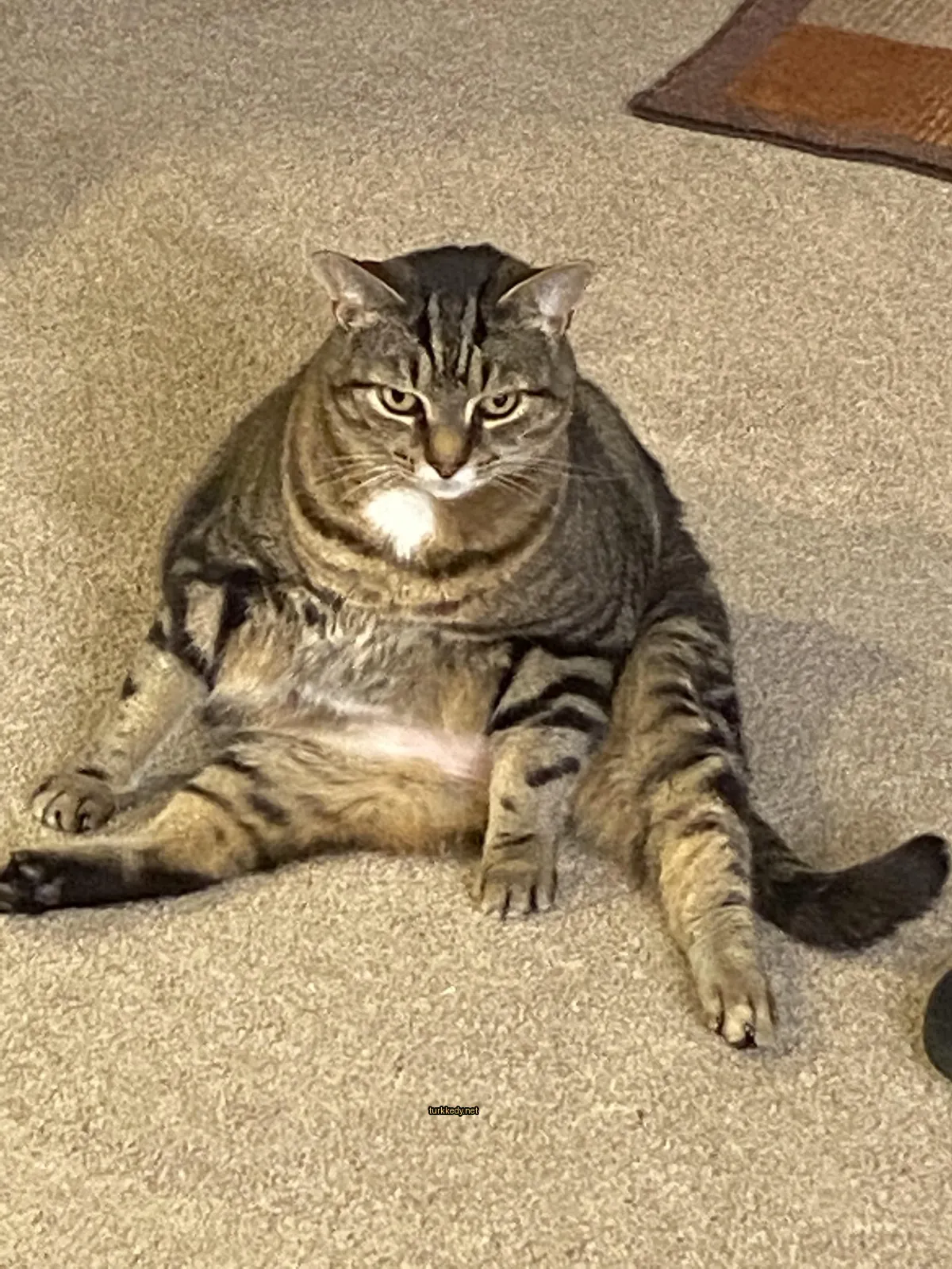 Kedi #3672