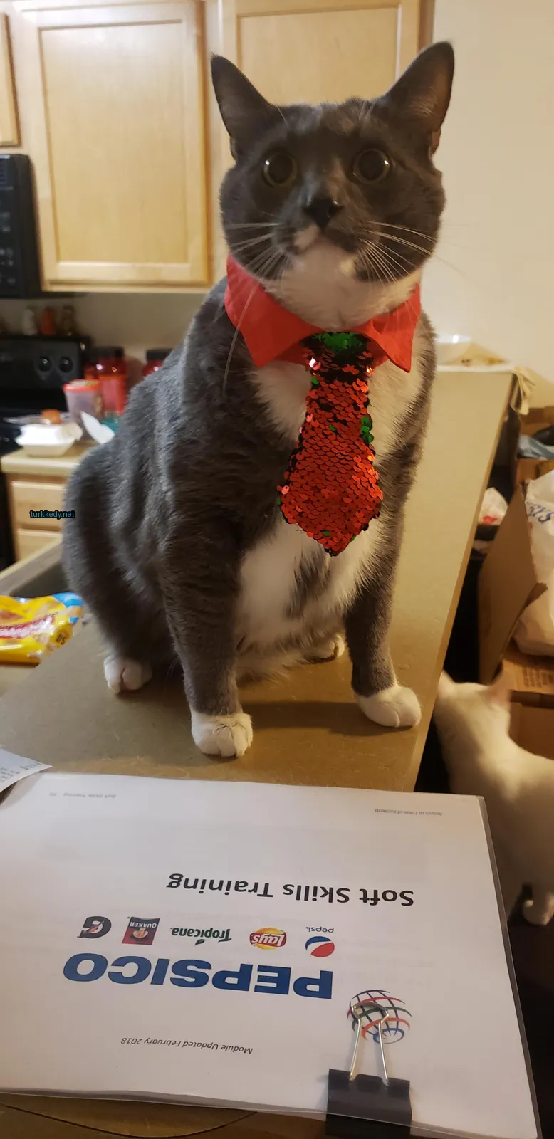 Kedi #3674
