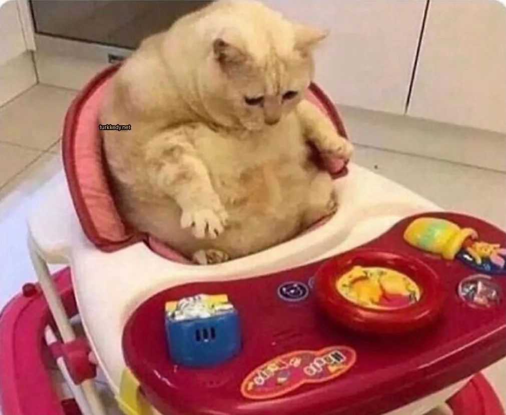 Kedi #3673