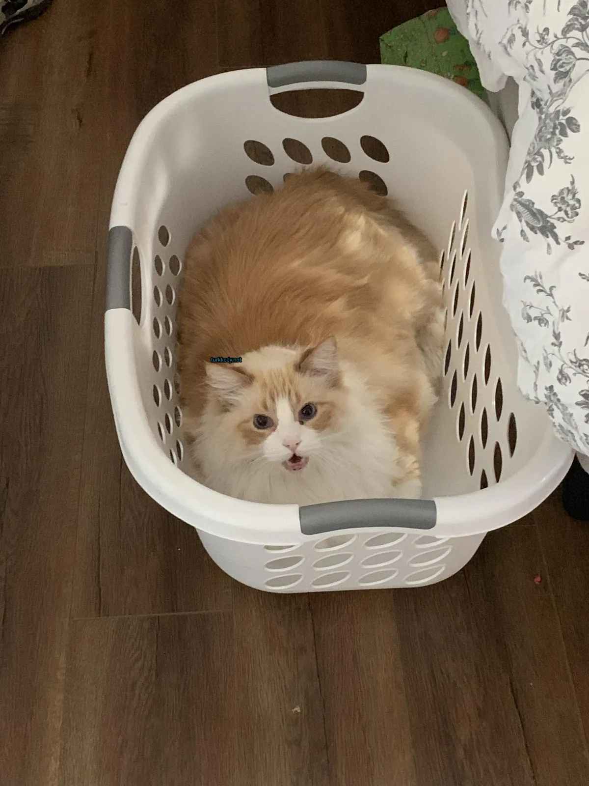 Kedi #3675