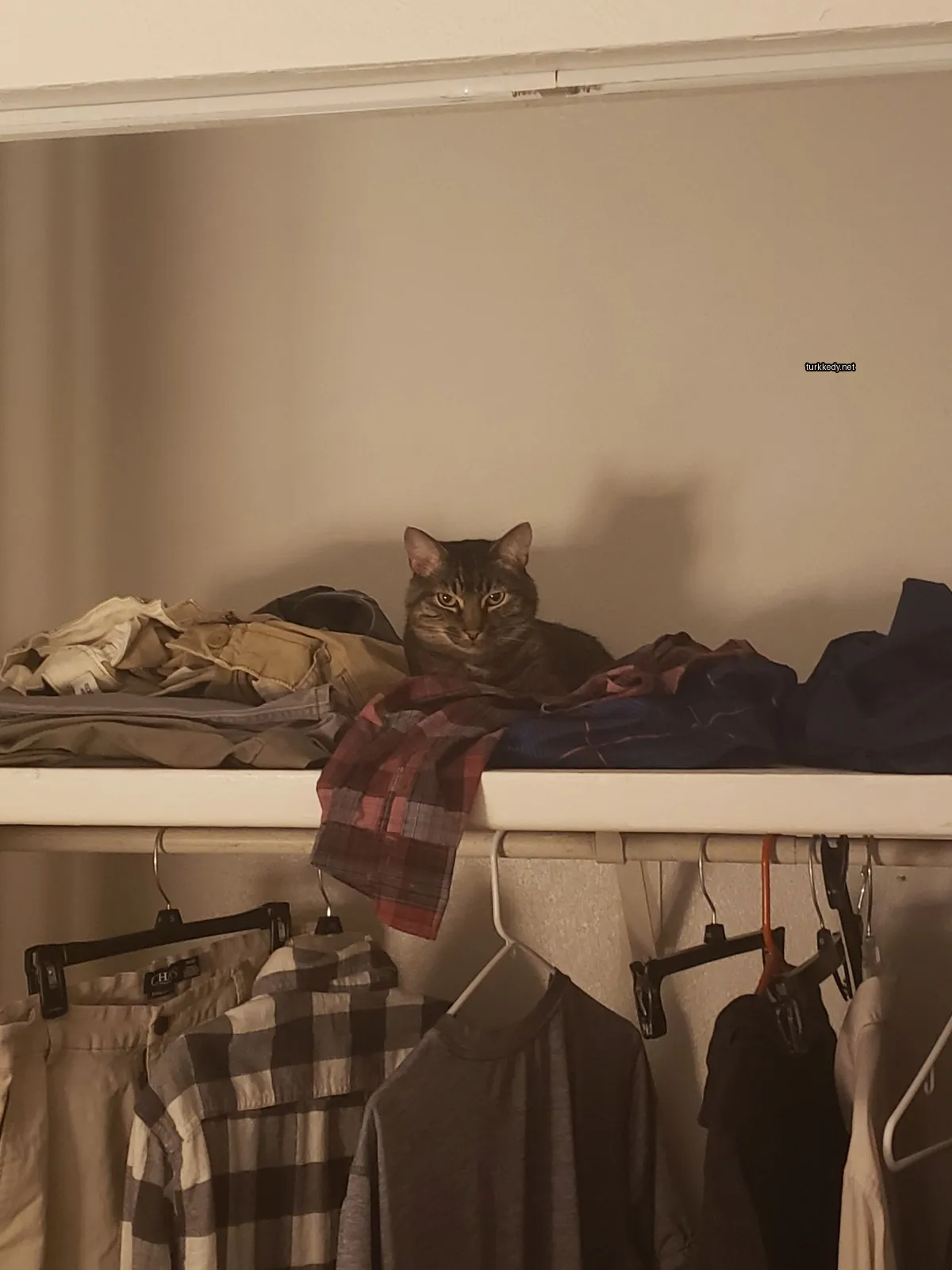 Kedi #3676