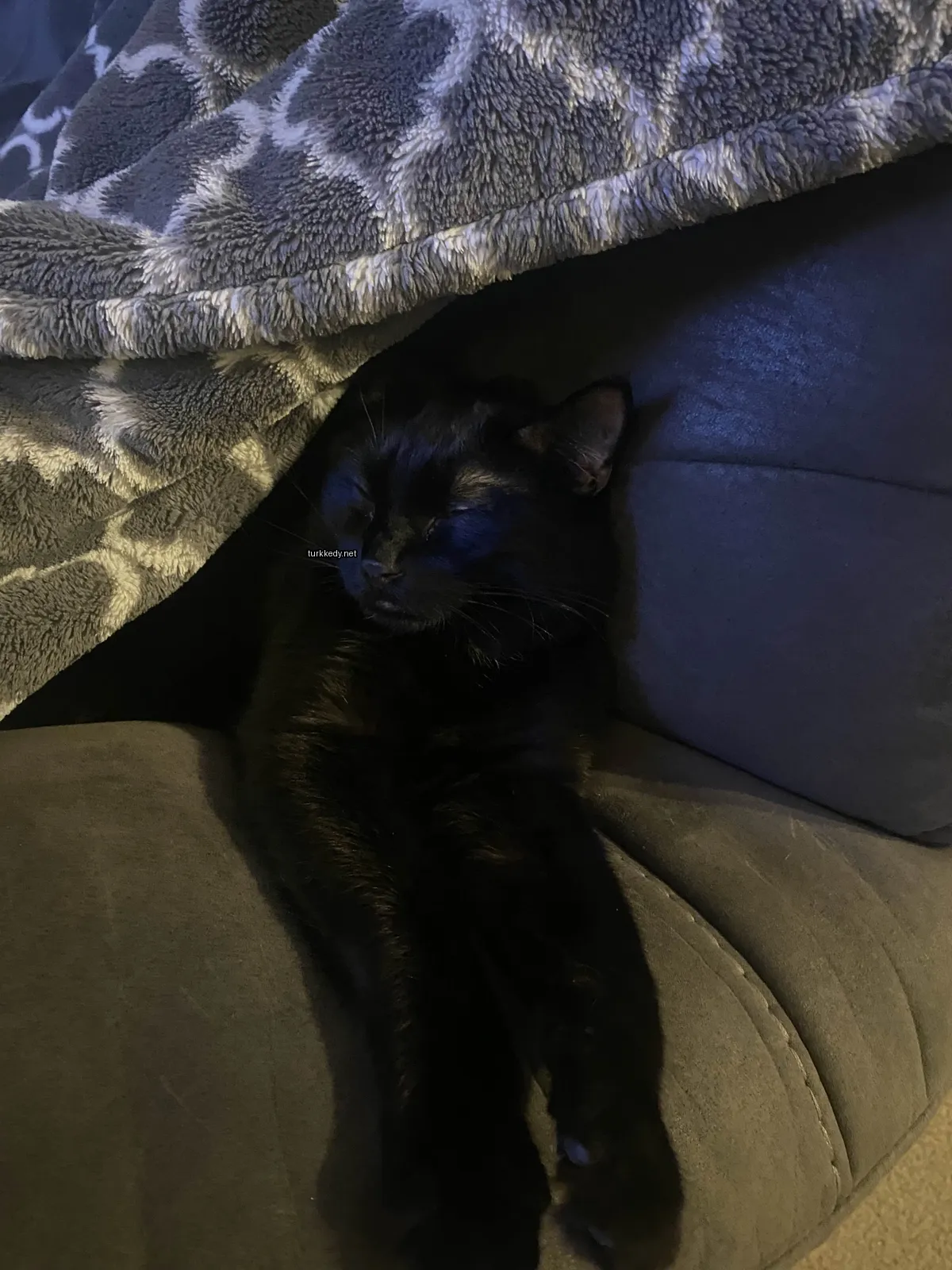 Kedi #3677