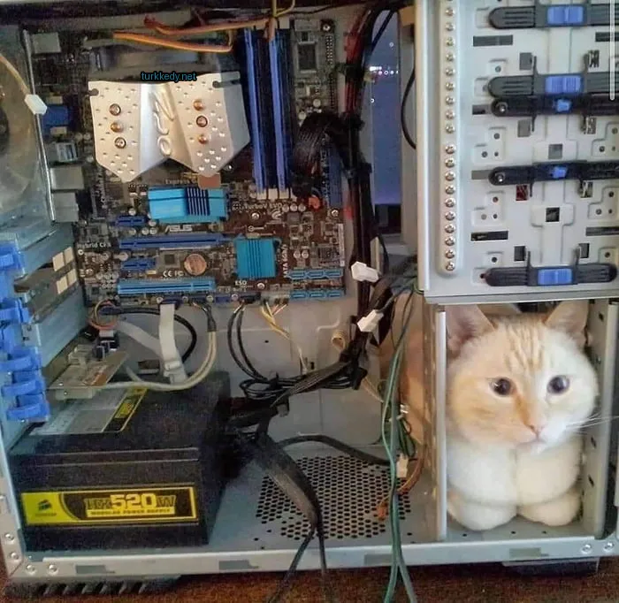 Kedi #3678