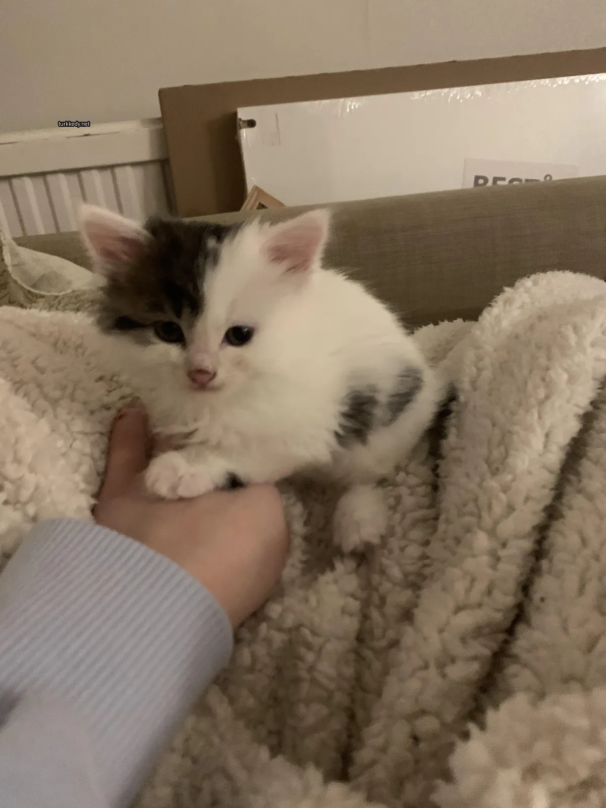 Kedi #3679