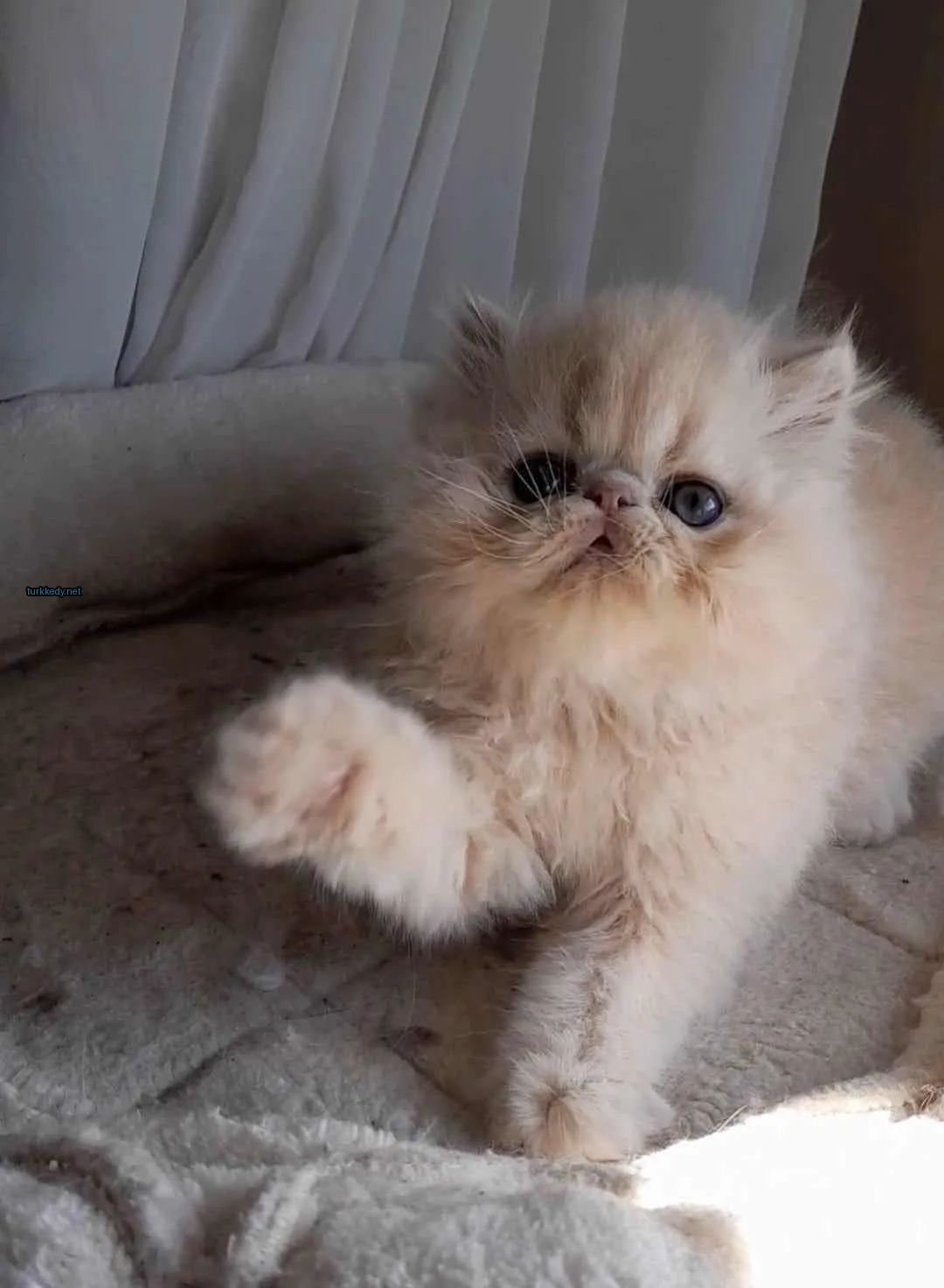 Kedi #3680