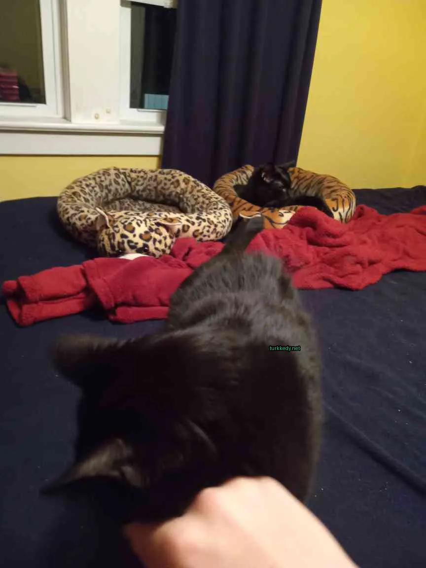 Kedi #3681