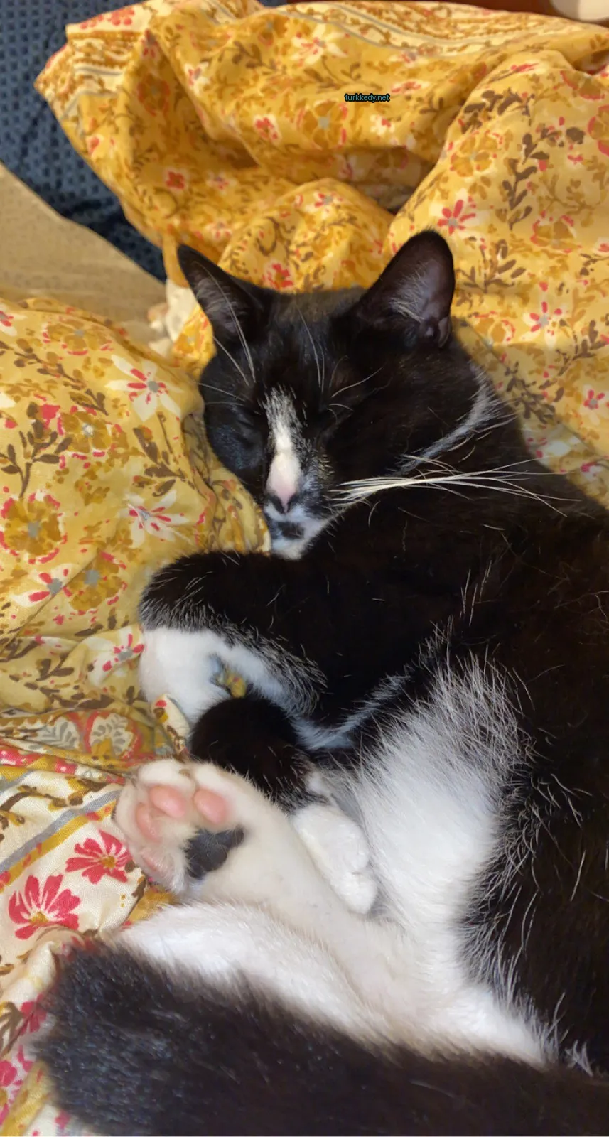 Kedi fotoğrafı #3683