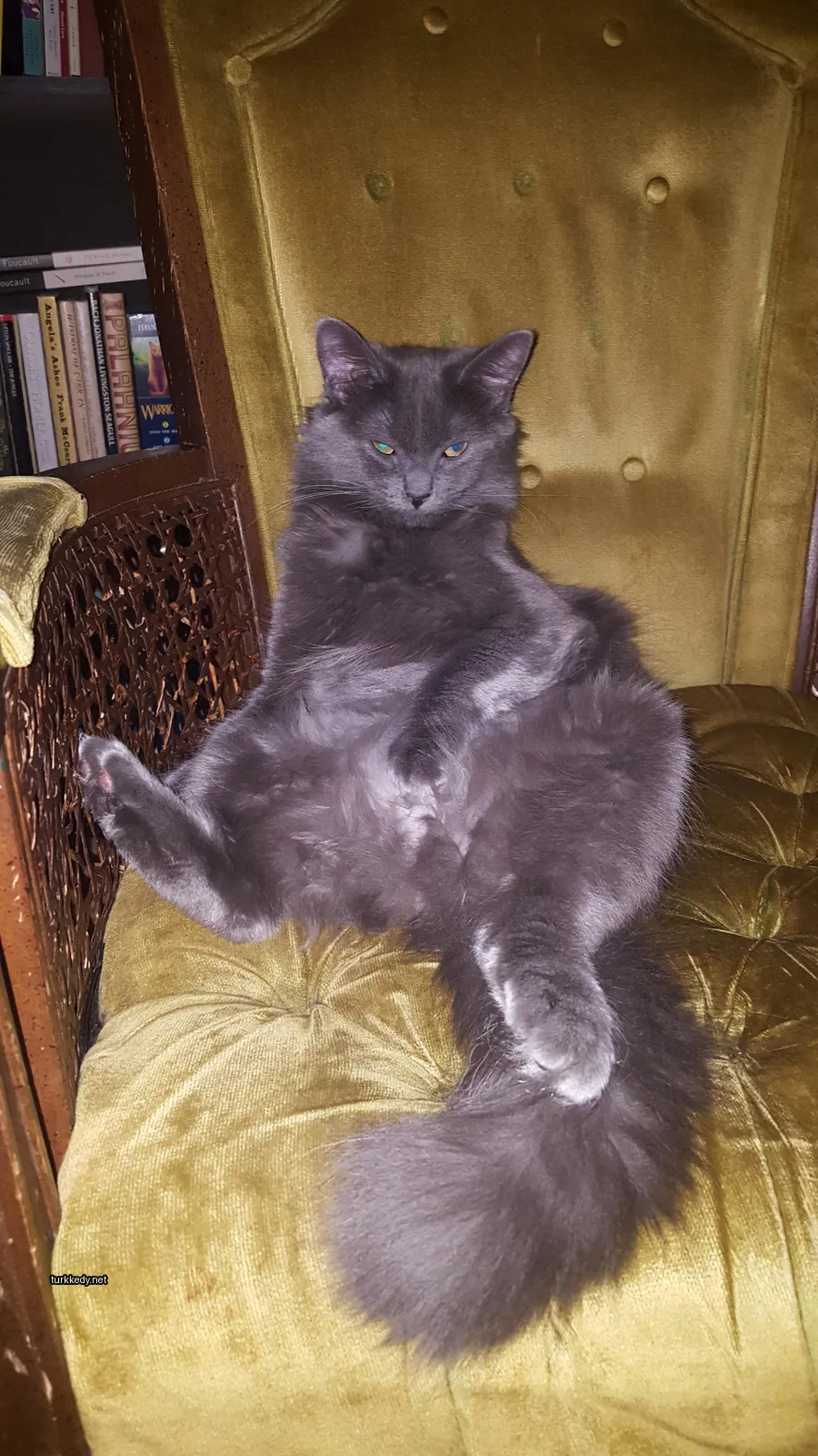 Kedi #3684