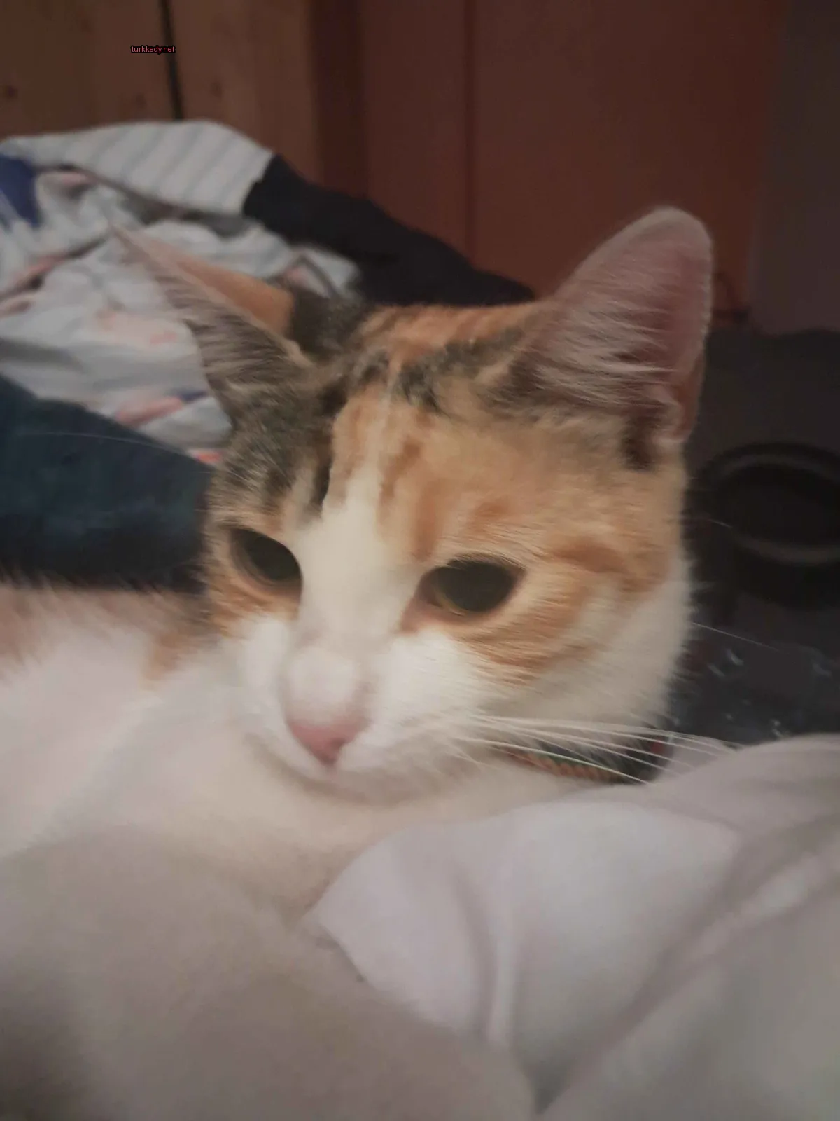Kedi #3685