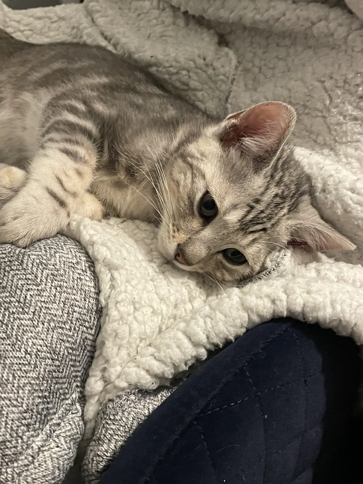 Kedi #3686