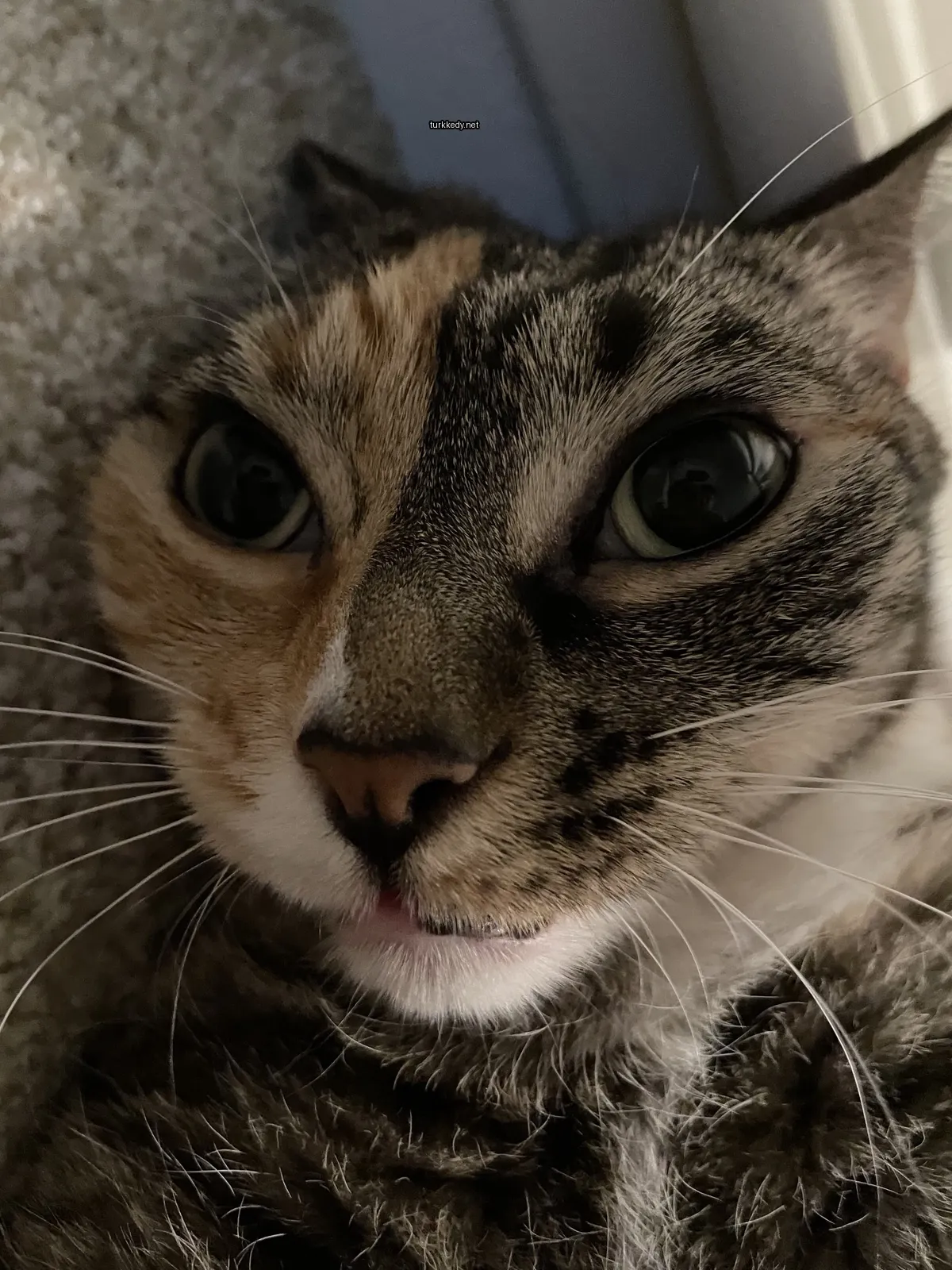 Kedi #3688