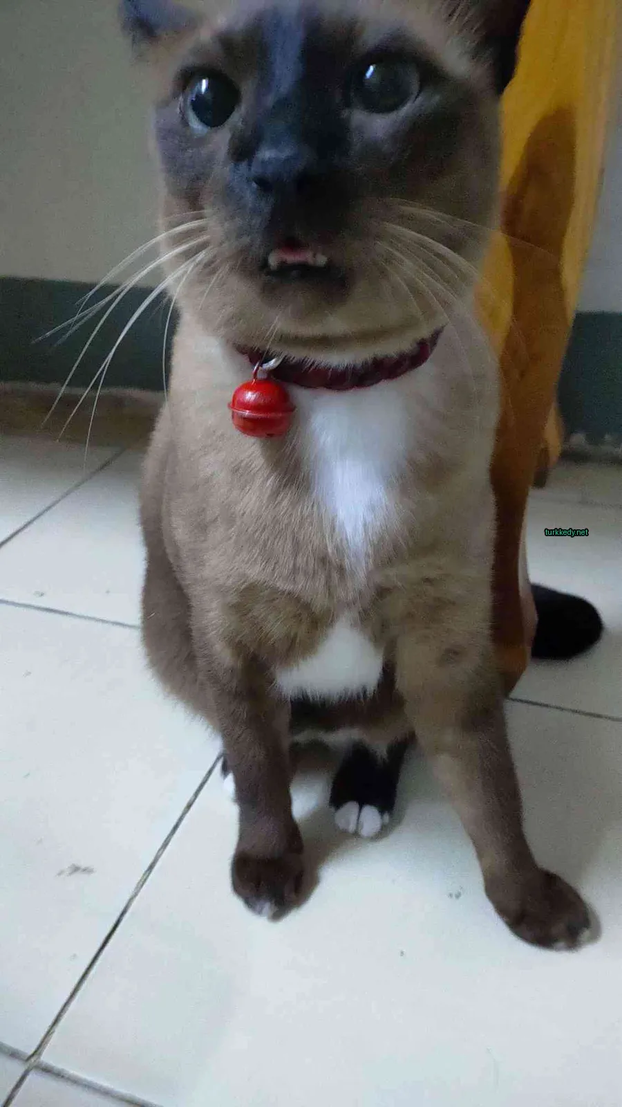 Kedi fotoğrafı #3689