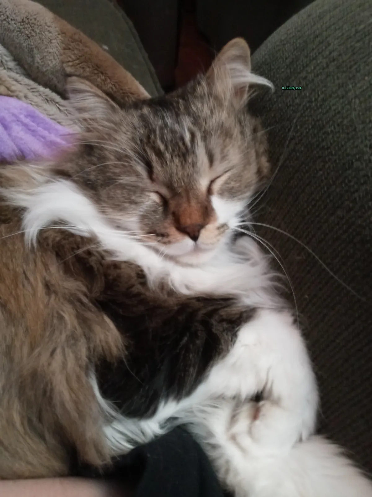 Kedi #3691