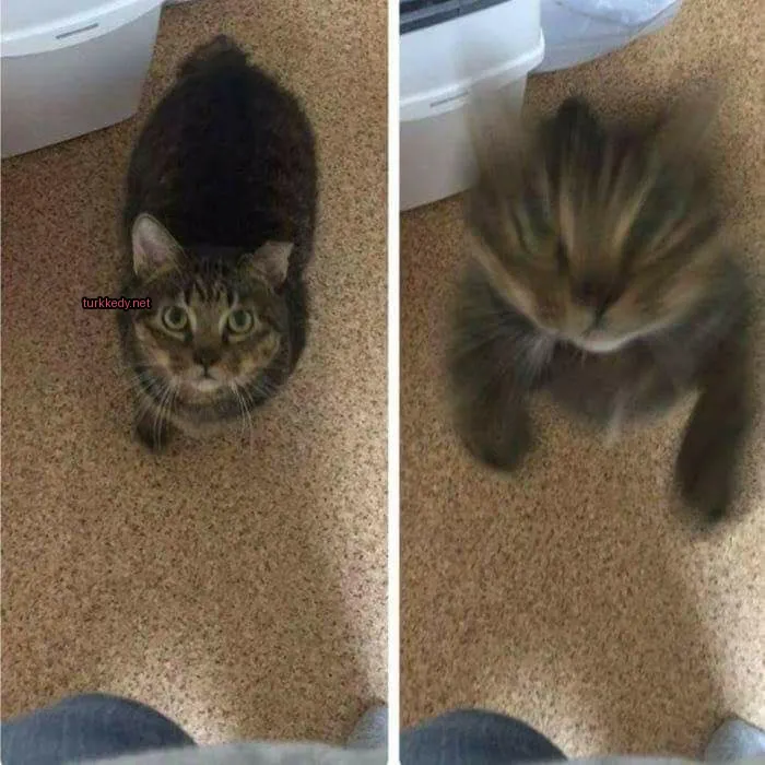 Kedi #3690