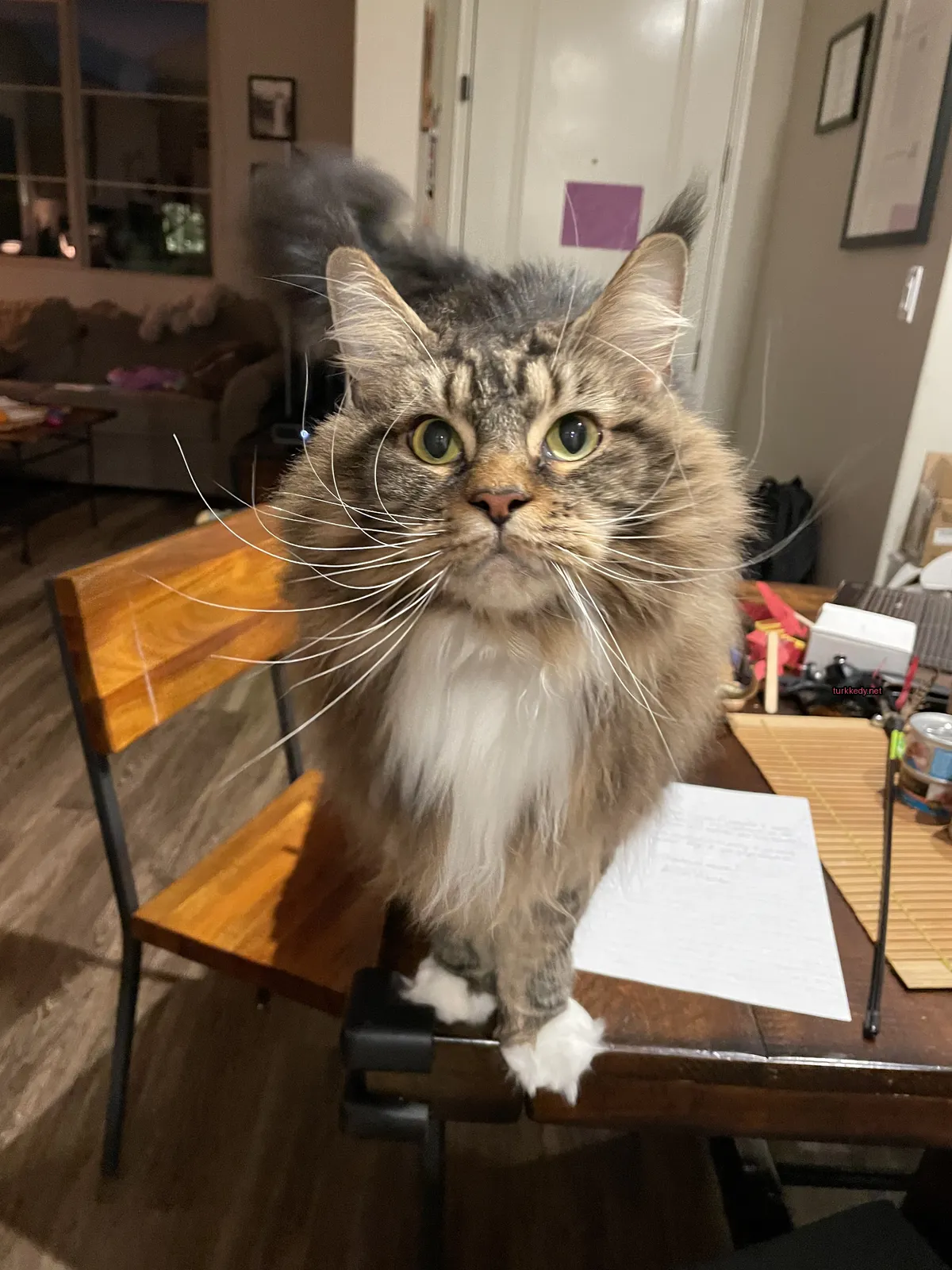 Kedi #3692
